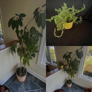 Photo of Houseplants - Schefflera & English Ivy (K-RG)