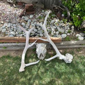 Photo of HUGE ANTLERS AND SKULL