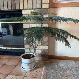 Photo of LIVE & HEALTHY FERN PLANT