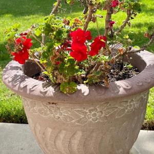 Photo of #10 LOT Potted Plants - red Geranium in a large pot