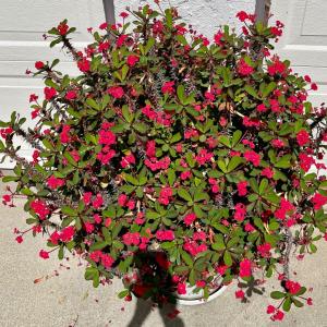 Photo of Crown of Thorns - Red
