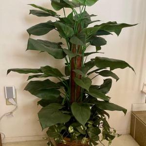 Photo of Artificial Potted Plant/Tree in basket Approx 36" tall