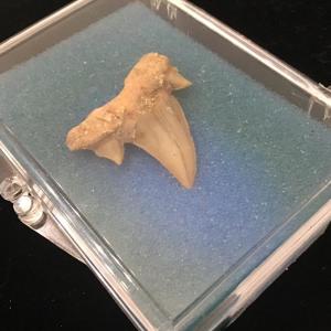 Photo of Vintage Souvenir Fossil Shark Tooth