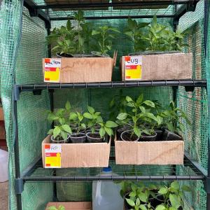 Photo of Vegetable Plants For Sale