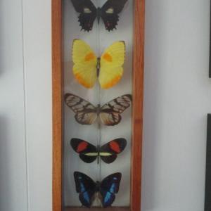 Photo of Butterfly Collection