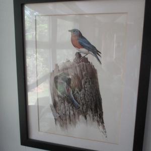 Photo of J. F. Lansdowne Birds Bluebirds Print