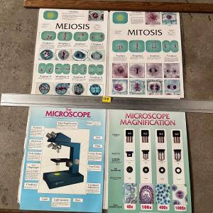 Photo of Meiosis, Mitosis, The Microscope & Microscope Magnification