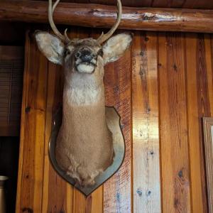 Photo of Taxidermy 4 Point Deer