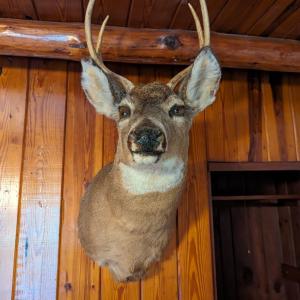Photo of Taxidermy 4 Point Deer
