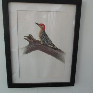 Photo of J. F. Lansdowne Birds Red-Bellied Woodpecker Print