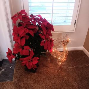 Photo of LARGE FAUX POINSETTIA IN A CERAMIC POT AND A LIGHTED METAL REINDEER