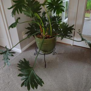 Photo of Split-leaf Philodendron Live Plant in Glazed Ceramic Pot and Metal Plant Stand