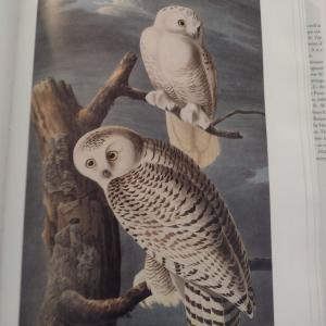 Photo of John James Audubon Book