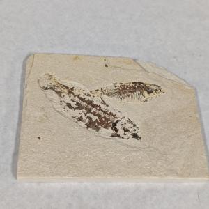 Photo of Green River Fish Fossil Plate