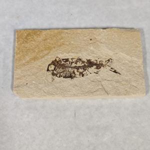 Photo of Green River Fish Fossil Plate